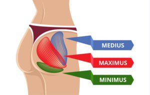 gluteus maximus