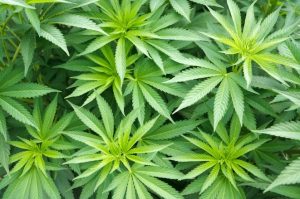 is hemp oil good for you plants