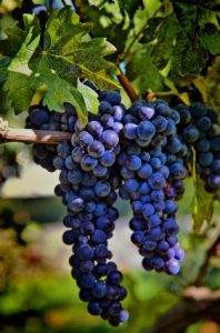 grape polyphenols